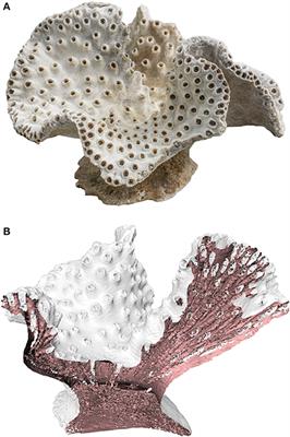 Assessing the Capabilities of Additive Manufacturing Technologies for Coral Studies, Education, and Monitoring